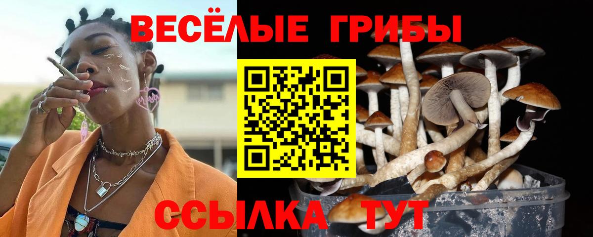Псилоцибиновые грибы Cubensis Новоалександровск